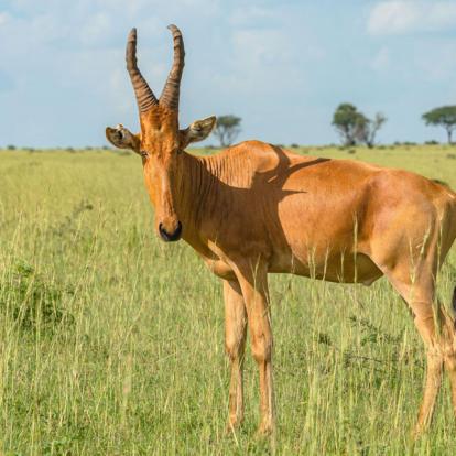 Voyage en Ouganda de Francis et Muriel