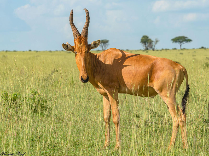 Voyage en Ouganda de Francis et Muriel