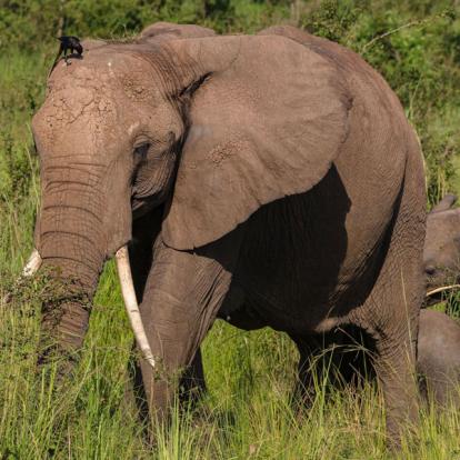Voyage en Ouganda de Francis et Muriel
