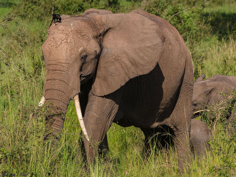 Voyage en Ouganda de Francis et Muriel