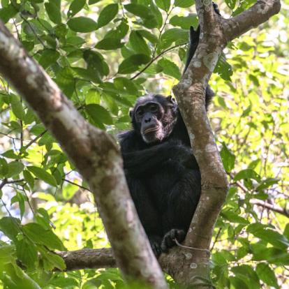 Voyage en Ouganda de Francis et Muriel