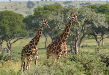 Voyage en Ouganda de Francis et Muriel