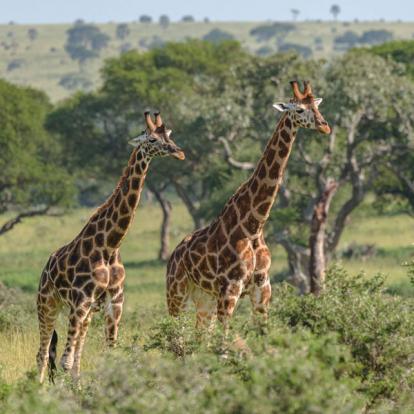 Voyage en Ouganda de Francis et Muriel