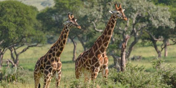 Voyage en Ouganda de Francis et Muriel