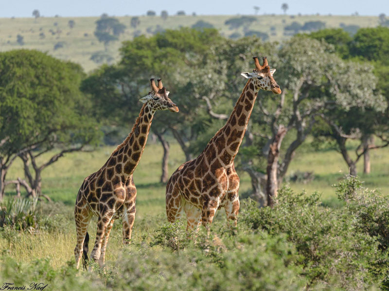 Voyage en Ouganda de Francis et Muriel