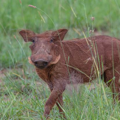 Voyage en Ouganda de Francis et Muriel