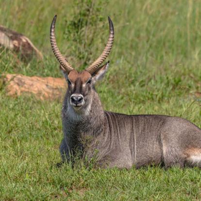 Voyage en Ouganda de Francis et Muriel