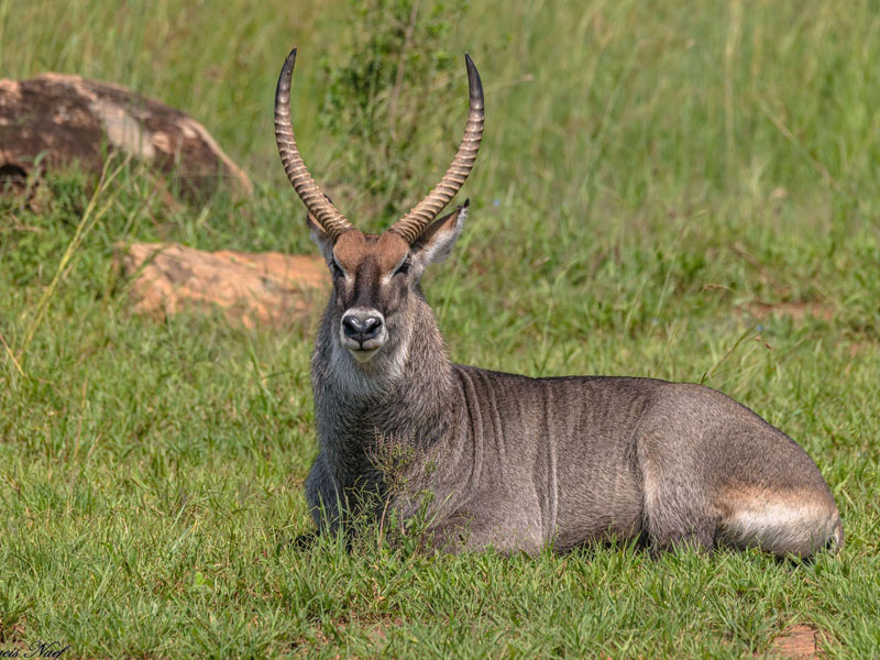 Voyage en Ouganda de Francis et Muriel