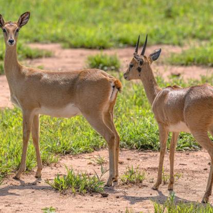 Voyage en Ouganda de Francis et Muriel