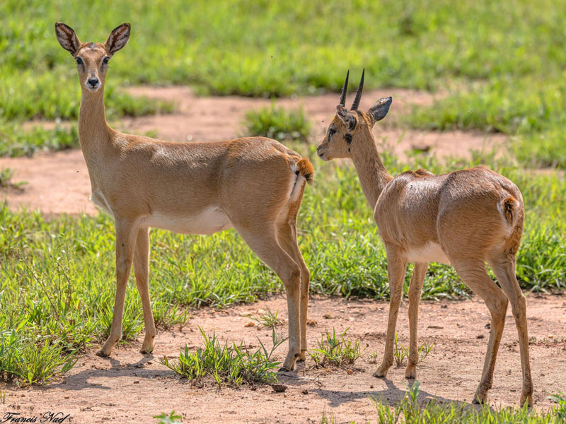 Voyage en Ouganda de Francis et Muriel