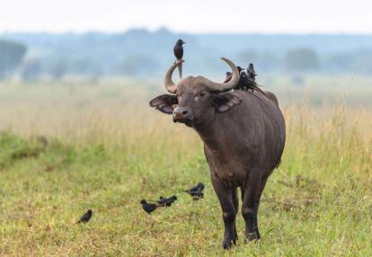 Voyage en Ouganda de Francis et Muriel