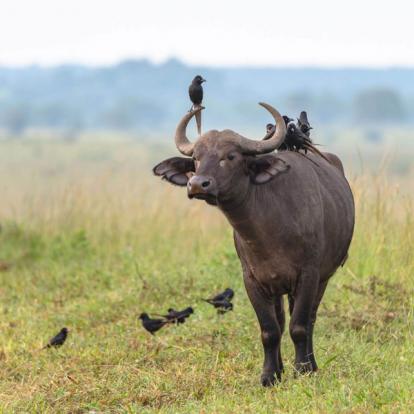 Voyage en Ouganda de Francis et Muriel