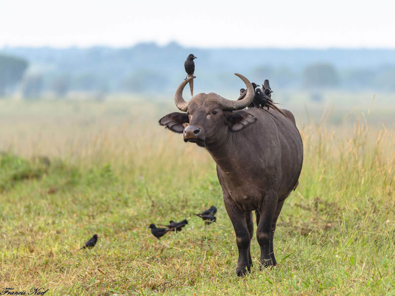 Voyage en Ouganda de Francis et Muriel
