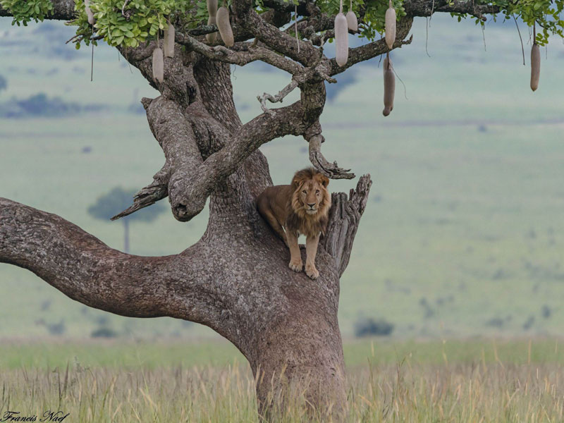 Voyage en Ouganda de Francis et Muriel