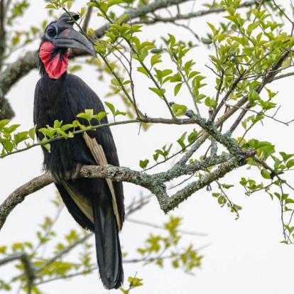 Voyage en Ouganda de Francis et Muriel