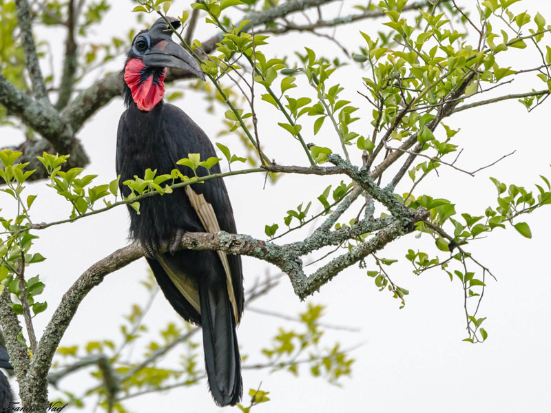 Voyage en Ouganda de Francis et Muriel