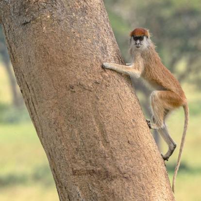 Voyage en Ouganda de Francis et Muriel