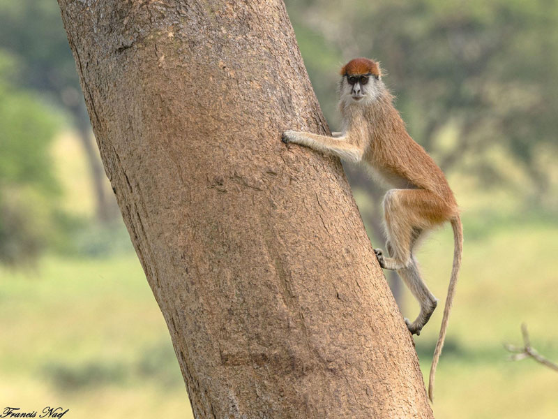 Voyage en Ouganda de Francis et Muriel