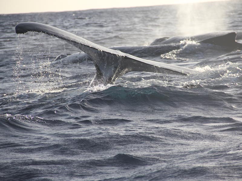 Voyage en Polynésie de Corinne et Jean-Pierre