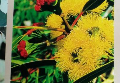 Le Bush en Fleur Voyage en Australie de Claude