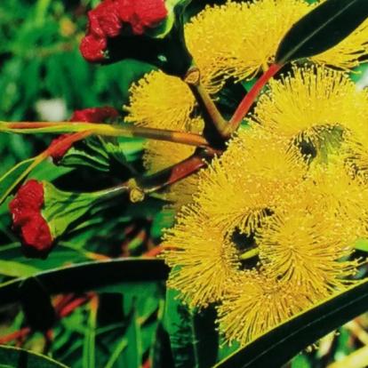 Voyage en Australie de Claude