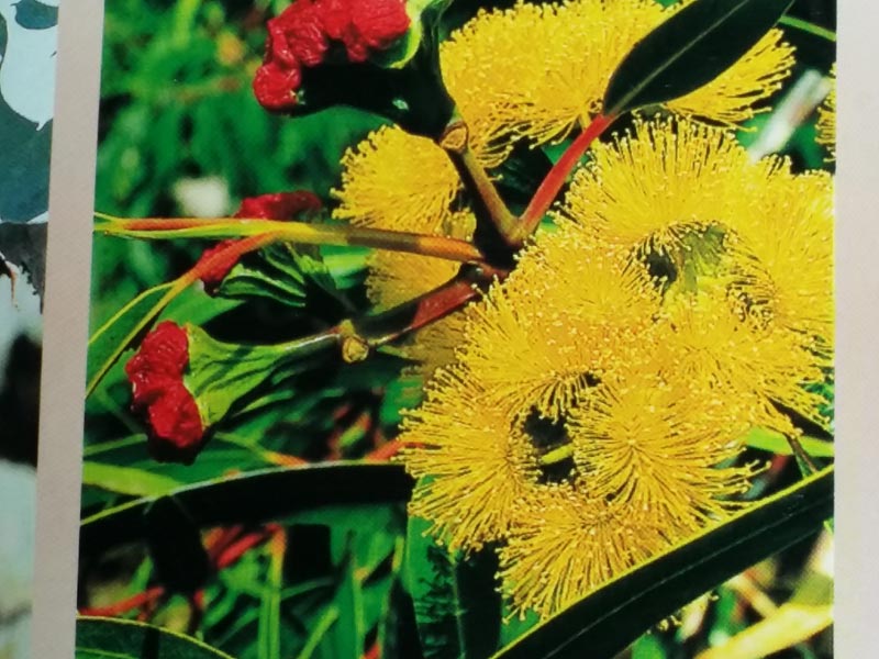 Voyage en Australie de Claude