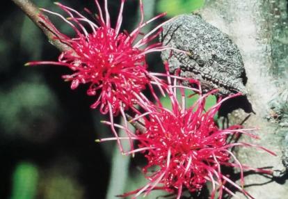 Voyage en Australie de Claude