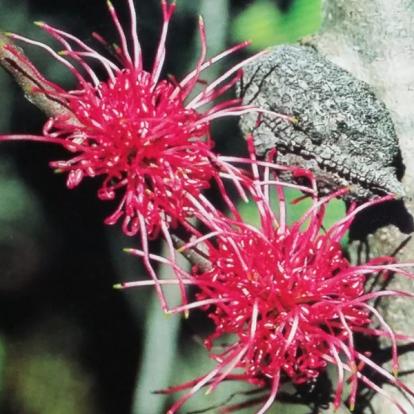 Voyage en Australie de Claude