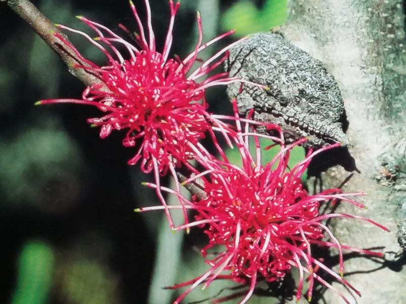 Voyage en Australie de Claude