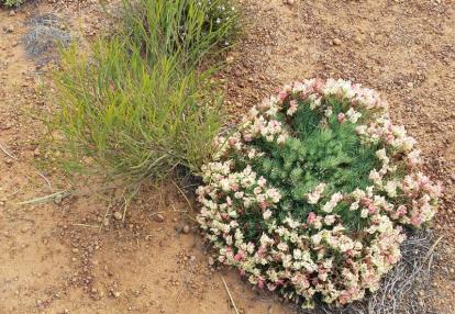 Le Bush en Fleur Voyage en Australie de Claude