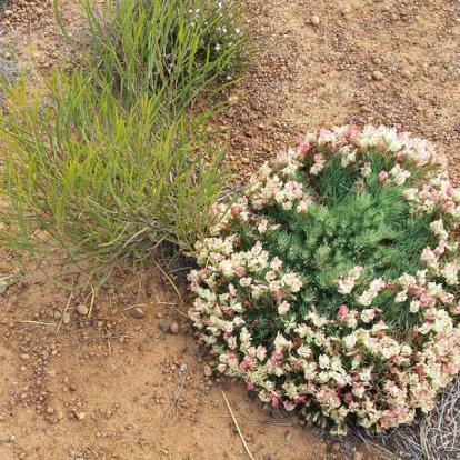 Voyage en Australie de Claude