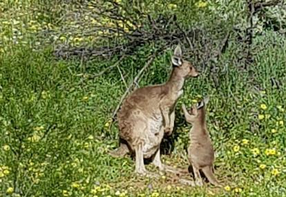 Voyage en Australie de Claude