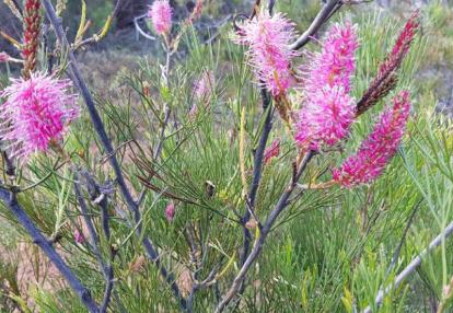 Voyage en Australie de Claude
