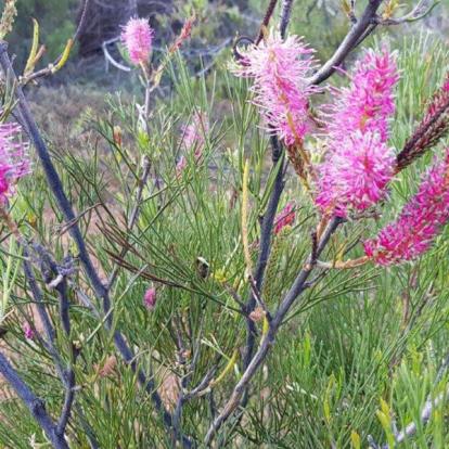 Voyage en Australie de Claude