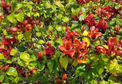 Le Bush en Fleur Voyage en Australie de Claude
