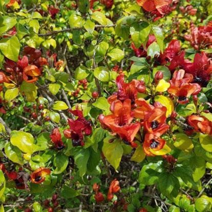 Voyage en Australie de Claude