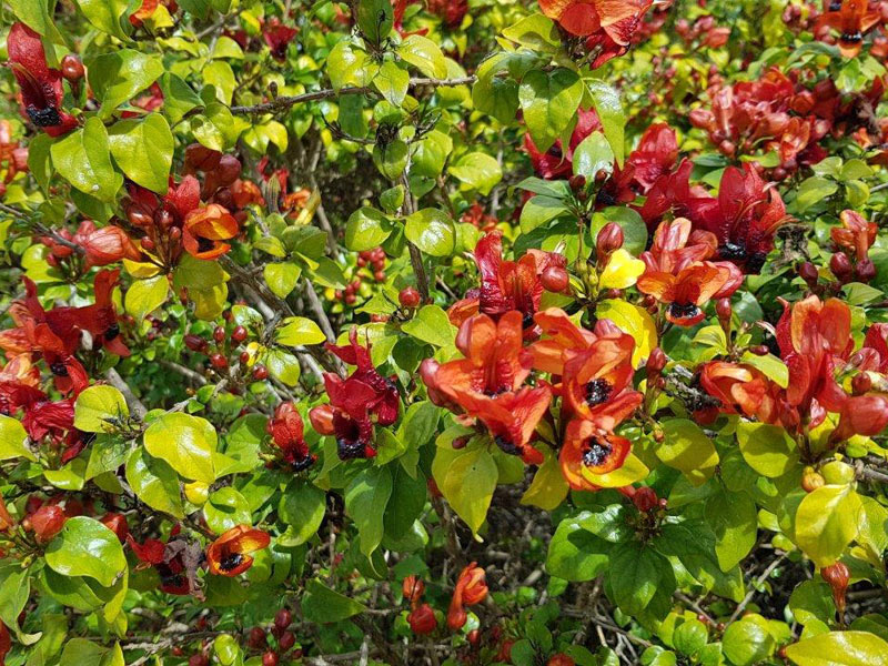 Voyage en Australie de Claude