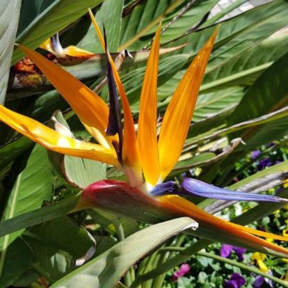 Voyage en Australie de Claude