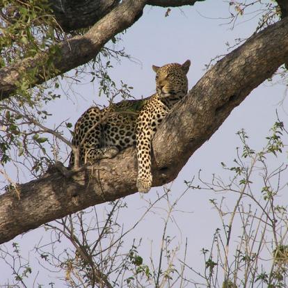 Voyage au Botswana de Michelle