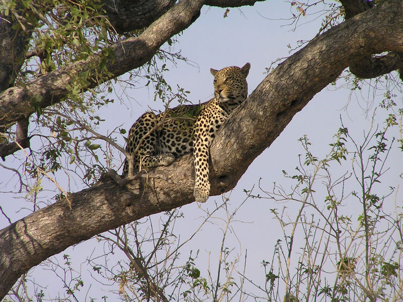 Voyage au Botswana de Michelle