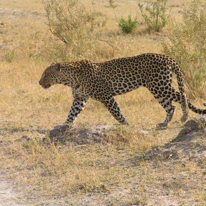 Voyage au Botswana de Michelle