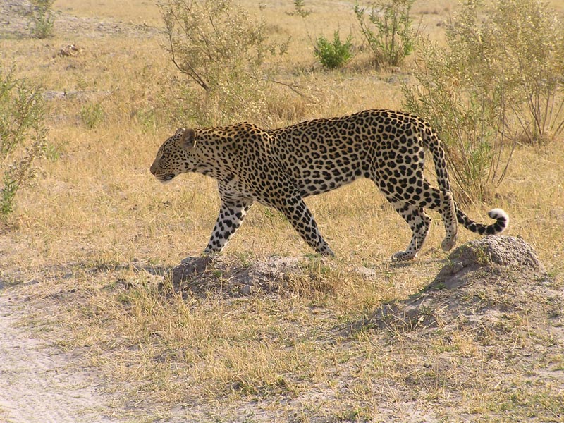 Voyage au Botswana de Michelle
