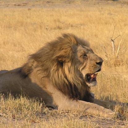 Voyage au Botswana de Michelle