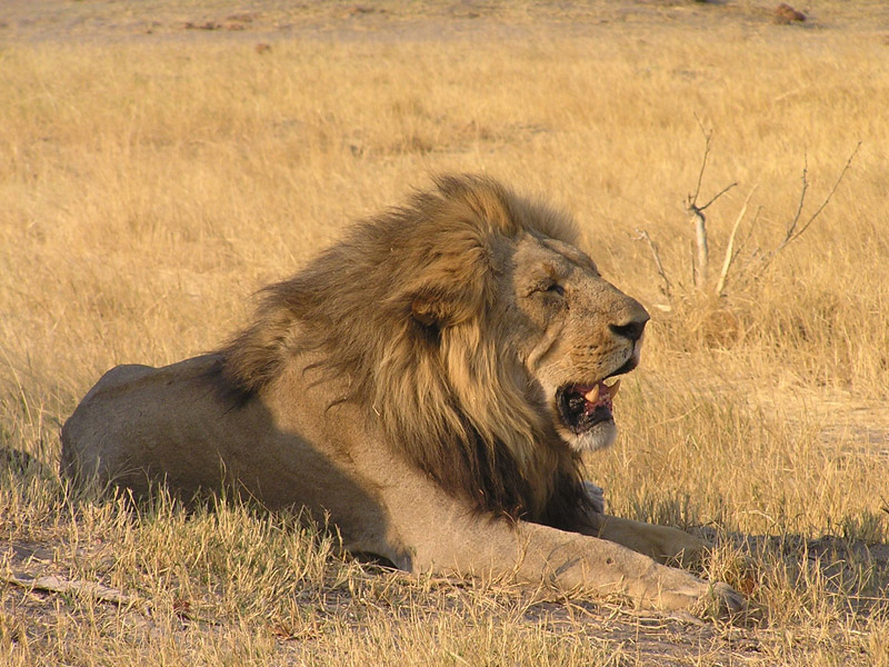 Voyage au Botswana de Michelle