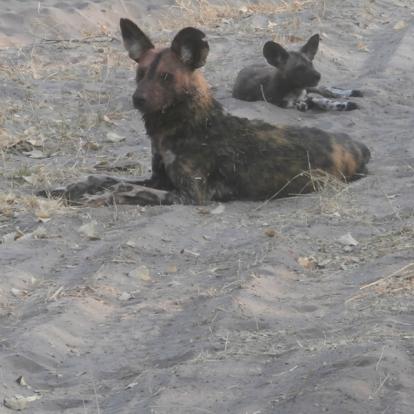 Voyage au Botswana de Michelle