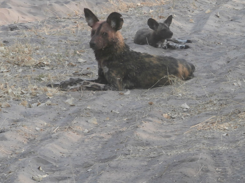 Voyage au Botswana de Michelle