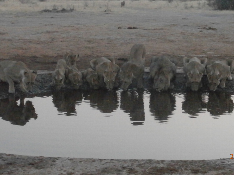 Voyage au Botswana de Michelle