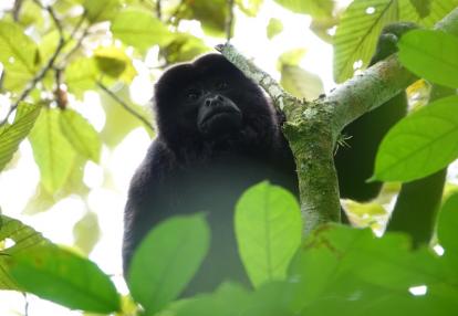 Voyage au Nicaragua 2019 Voyage au Nicaragua  de Laurence, Pascale et Christine