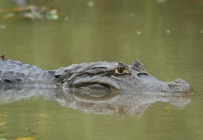 Voyage au Nicaragua 2019 Voyage au Nicaragua de Laurence, Pascale et Christine