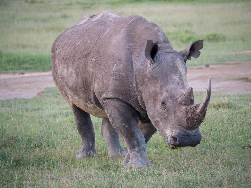 Voyage au Kenya de la Famille de Laurent